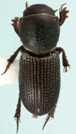 Amerisaprus valdivia